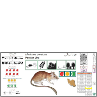 گونه جرد ایرانی Persian Jird